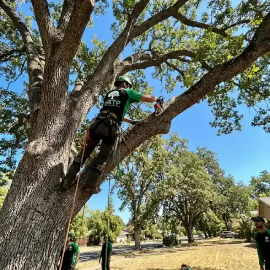 Certified arborist climbing a Oklahoma City oak tree with chainsaw