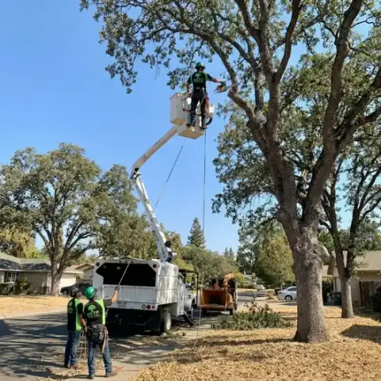 Bucket truck trimming a large oak tree in Oklahoma City